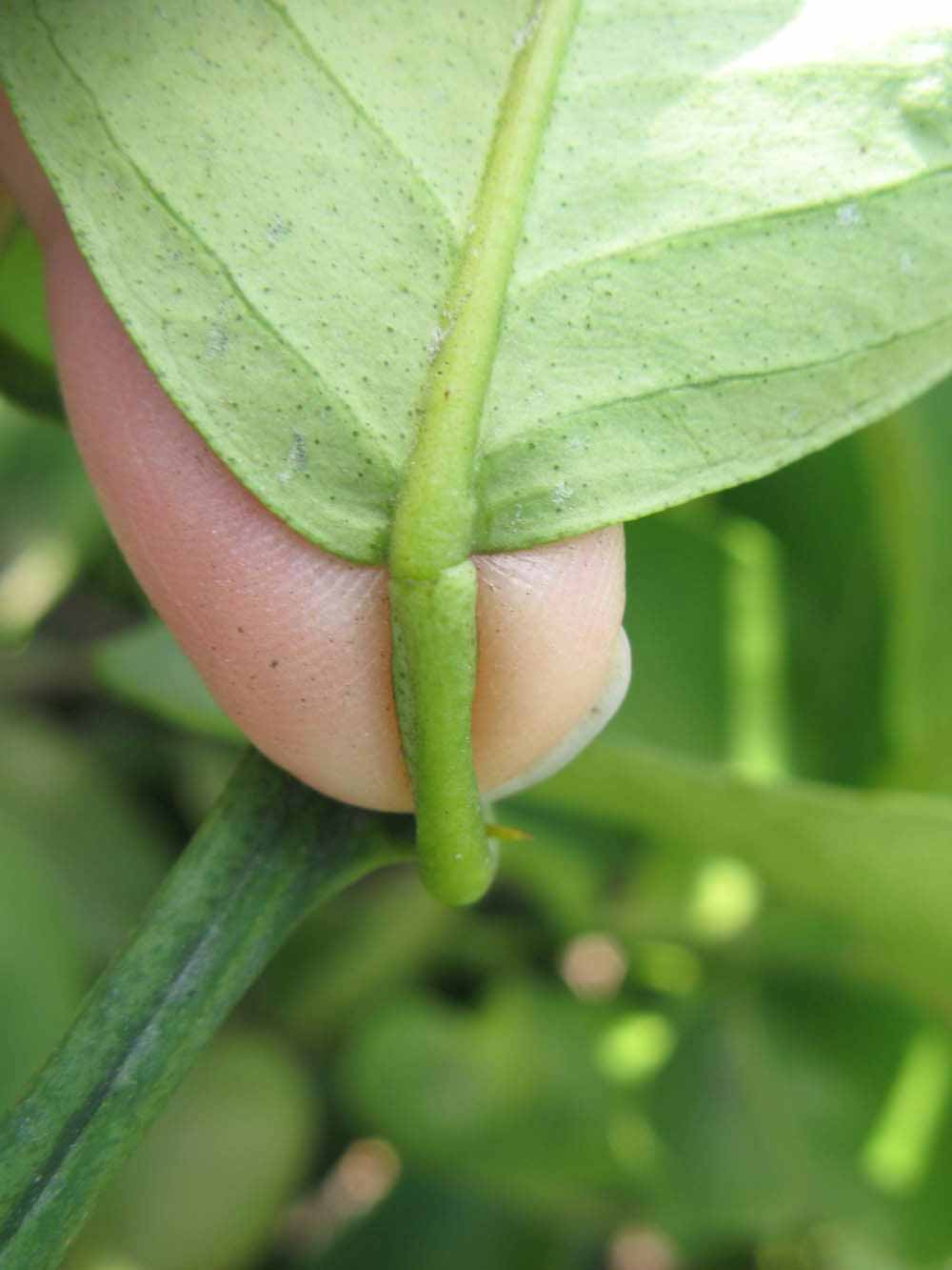            Petiole (Itaborai, Winter Haven, FL)   